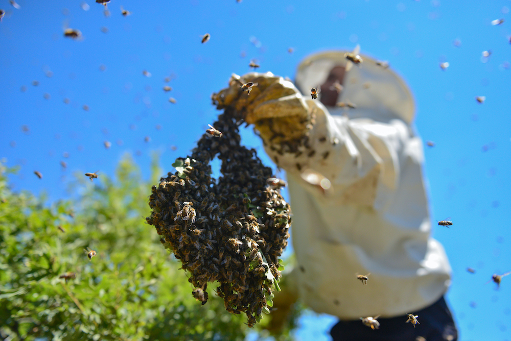 bee swarm