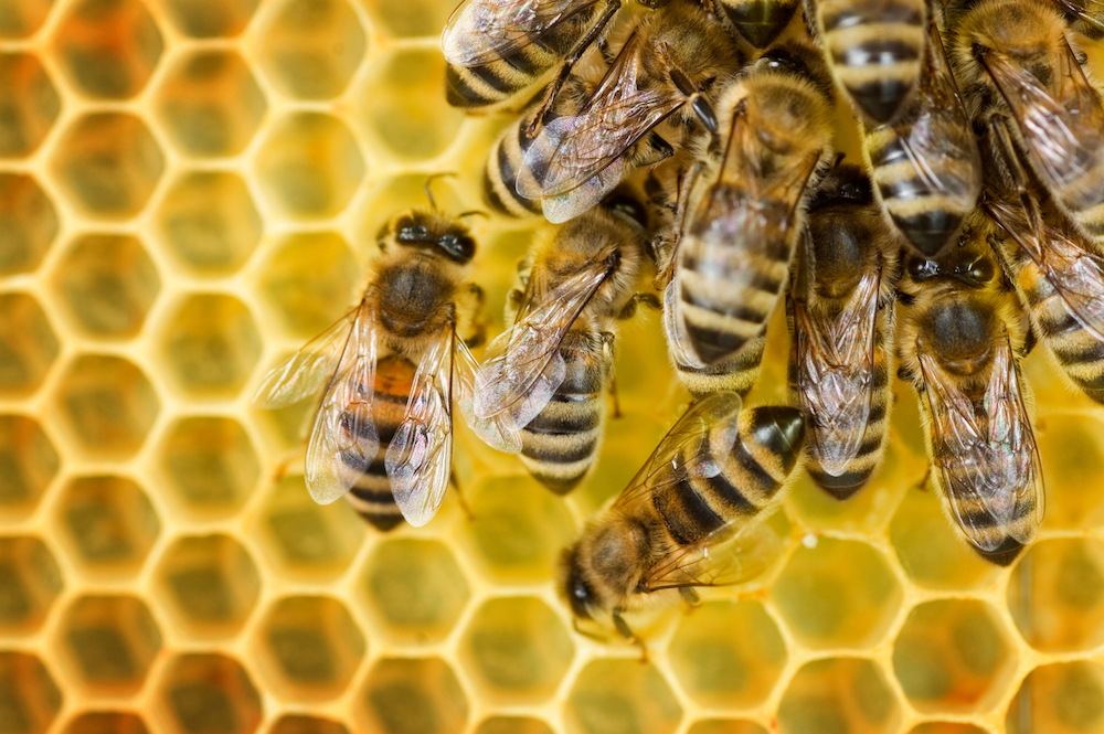 bee removal in san diego