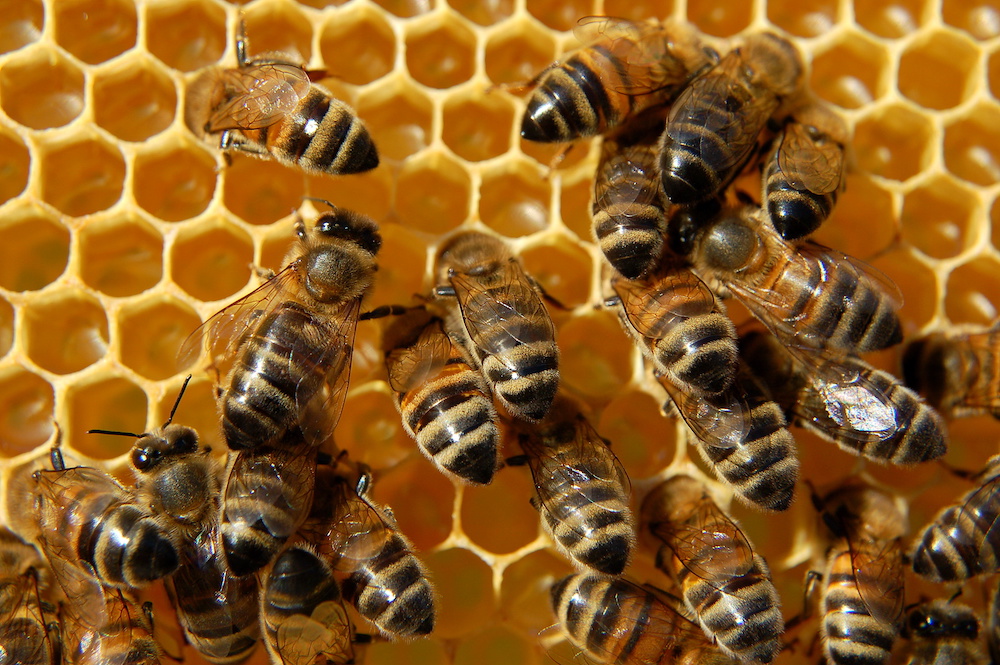 bees honeycomb