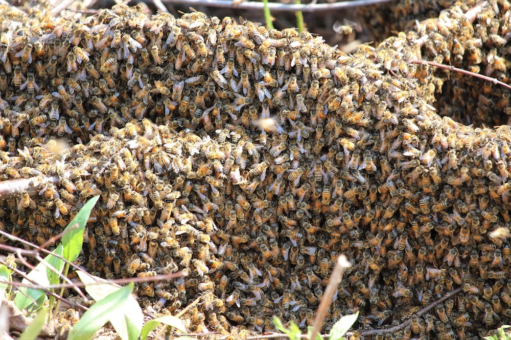 bee removal in san diego