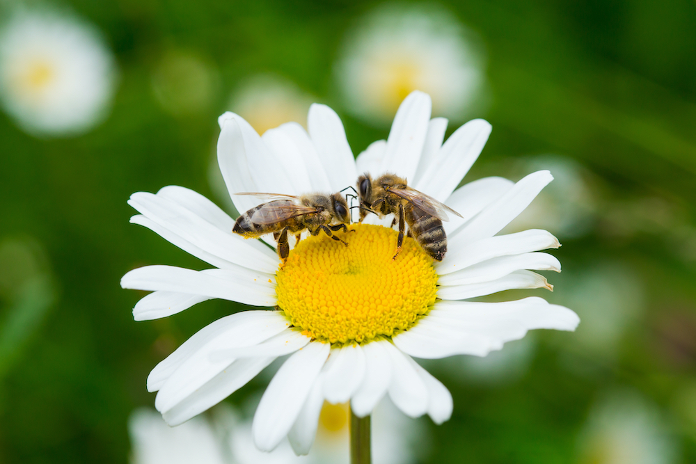 bee removal in san diego