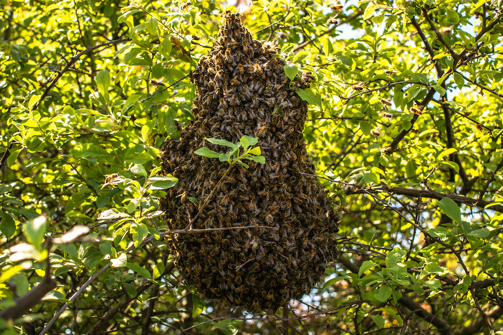 bee swarming