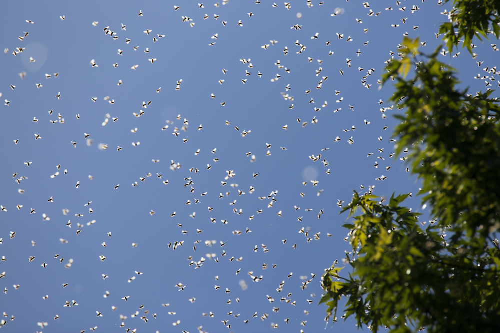 swarming bees