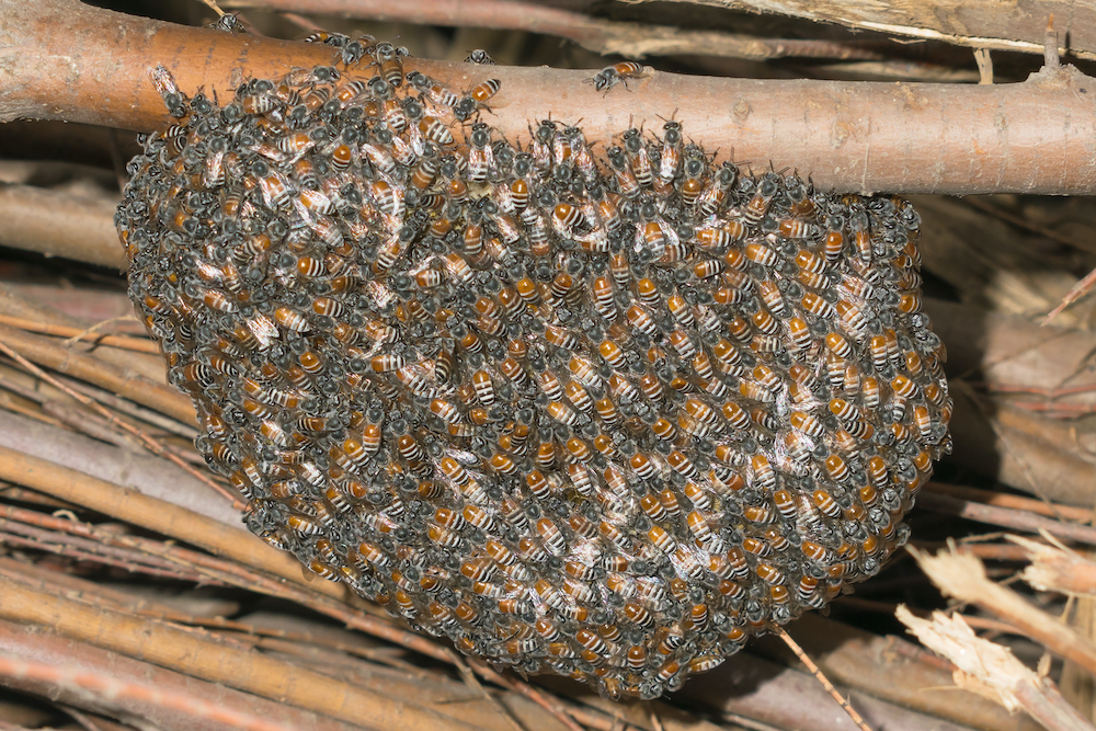 bee hive