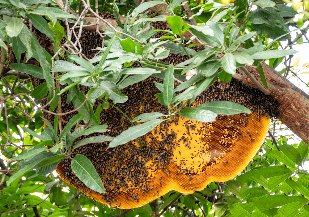 large hive