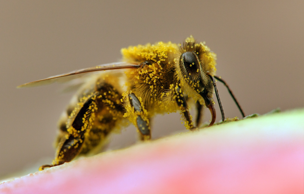 bee with pollen