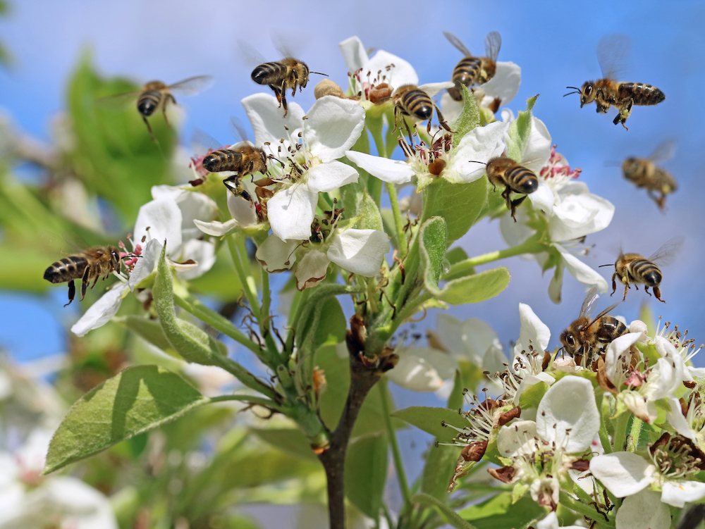 honey bee white flowers