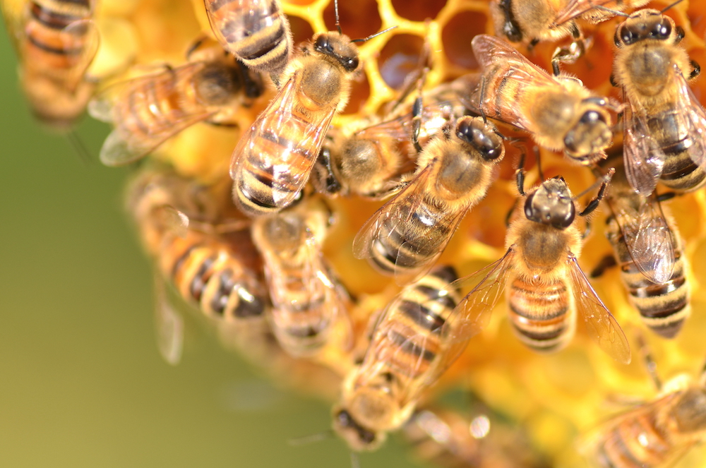 Do You Have a Honey Bee Colony in Your Walls? - Live Bee Removal