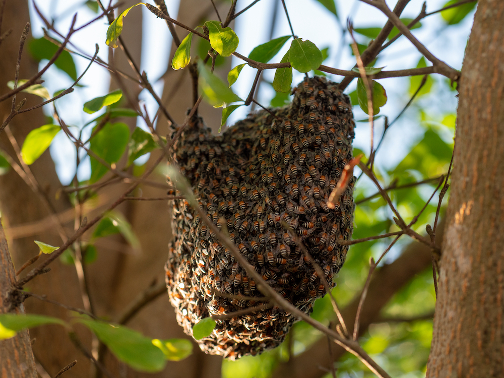 What You Should Know About Bees and Pollen - Live Bee Removal