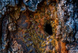 bees tree hole