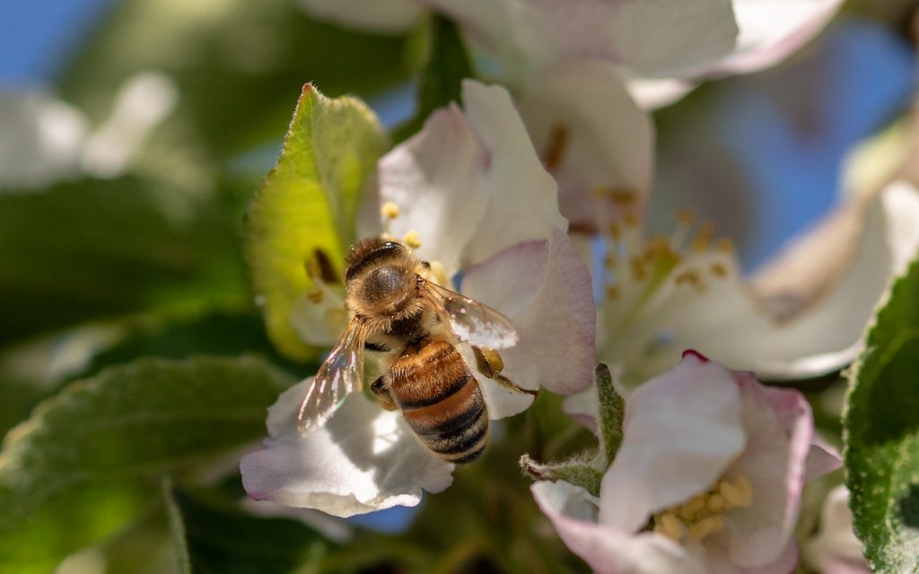 bee on white flower