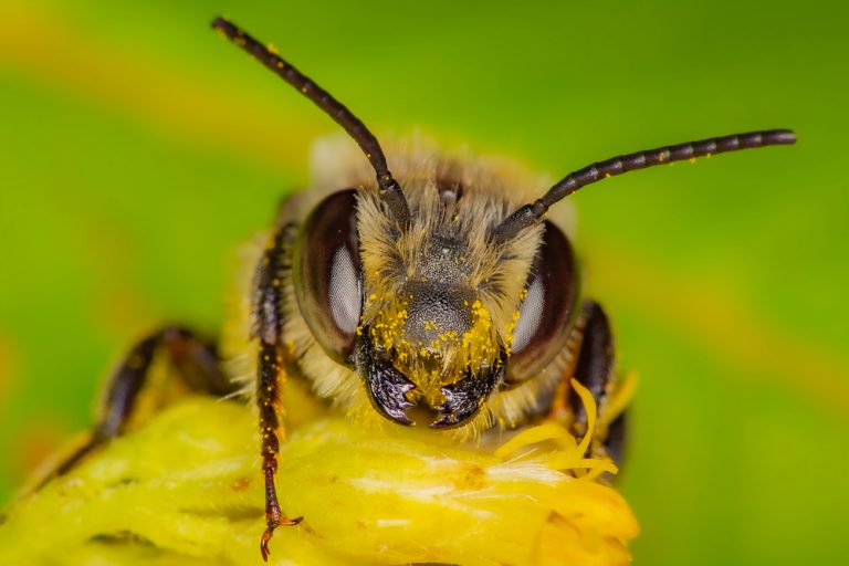 Bee Anatomy How Bees Use Their Antennae Live Bee Removal