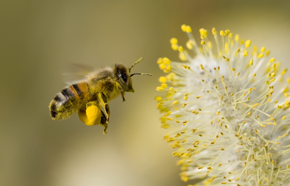 What You Should Know About Bees and Pollen - Live Bee Removal