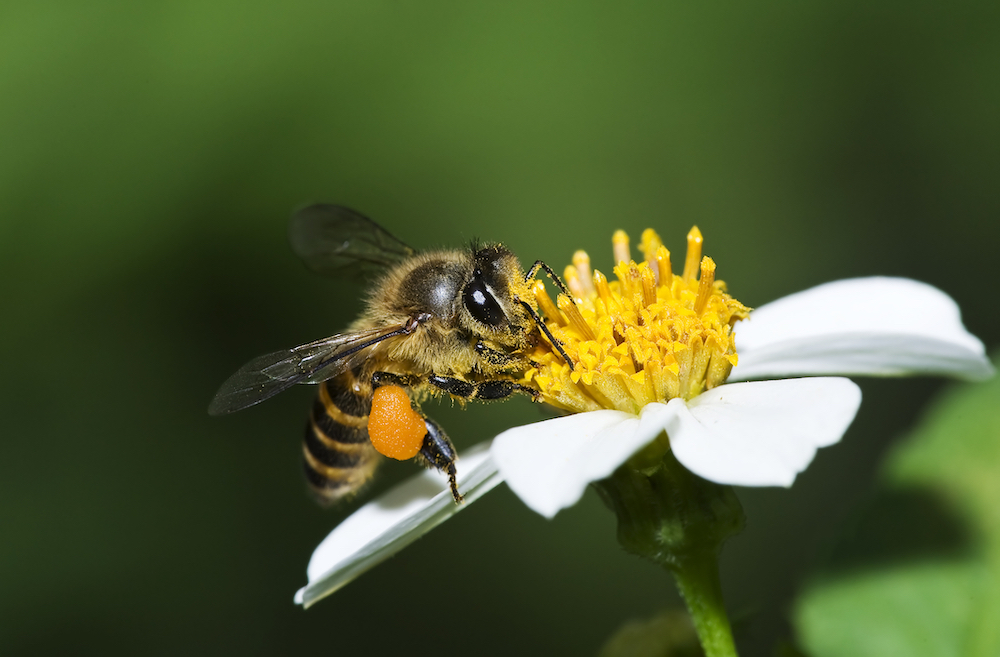 honey bee on white flower