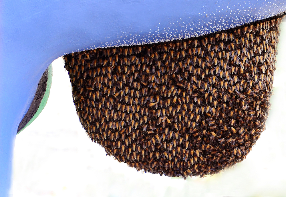 bee swarm