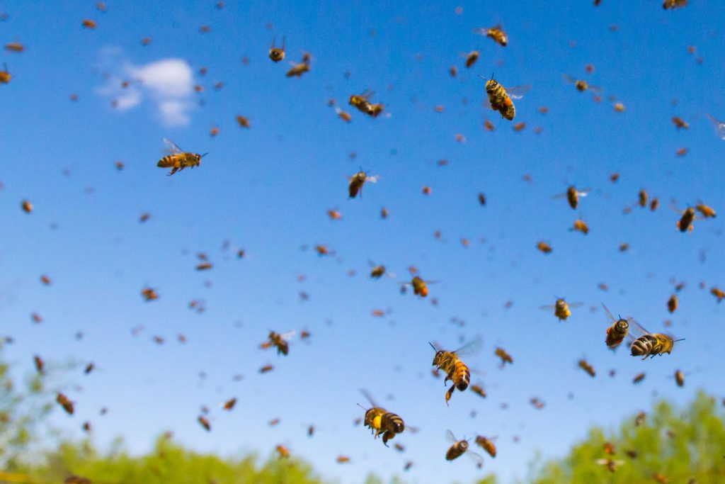 swarm of bees 