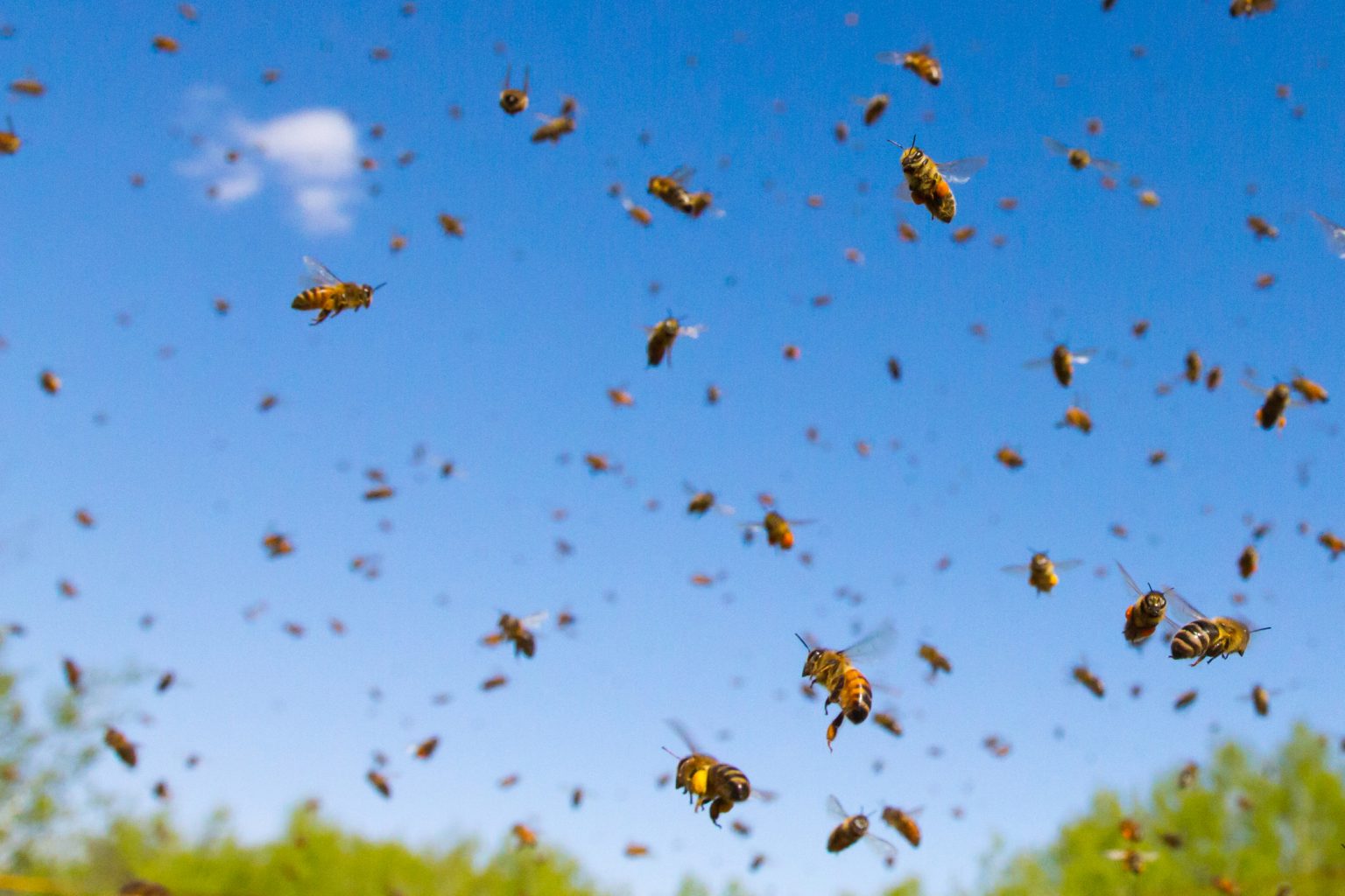 should-you-ignore-a-swarm-live-bee-removal