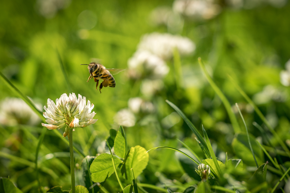 bee and white flower