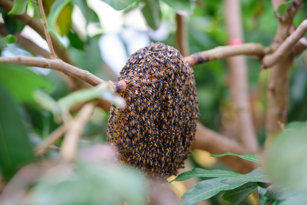 honey bee bearding