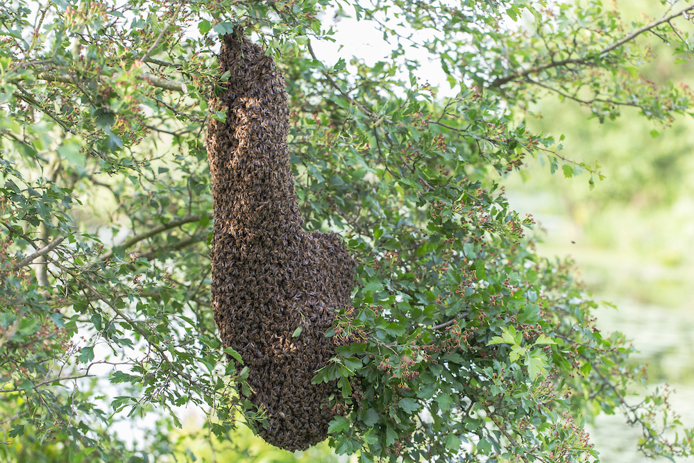 swarming bees