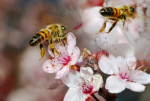 pollinating bees