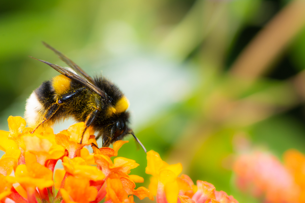 Curious Questions: How does a bumblebee fly? - Country Life