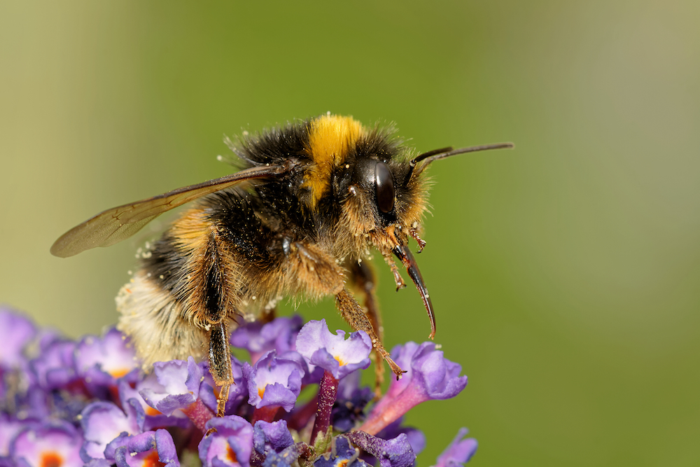 bumble bee on purple flower