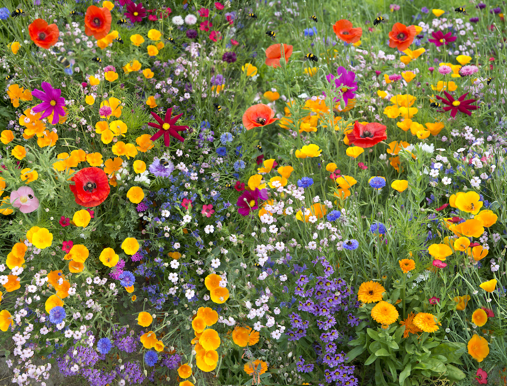 bee friendly garden