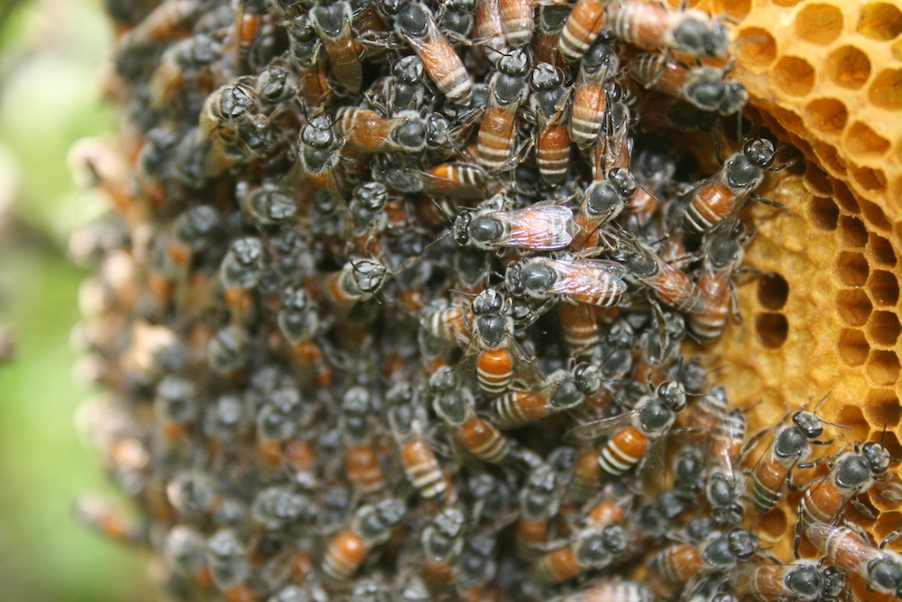 large swarm of bees