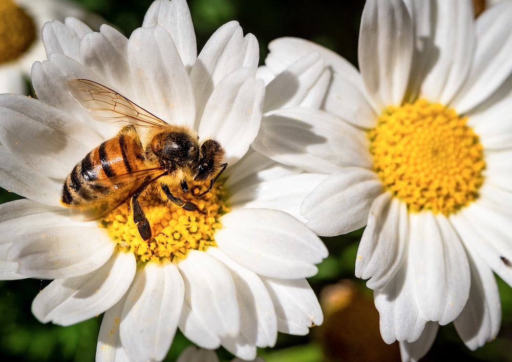 bee white flower