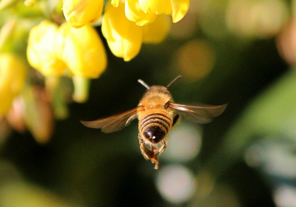 flying honey bee