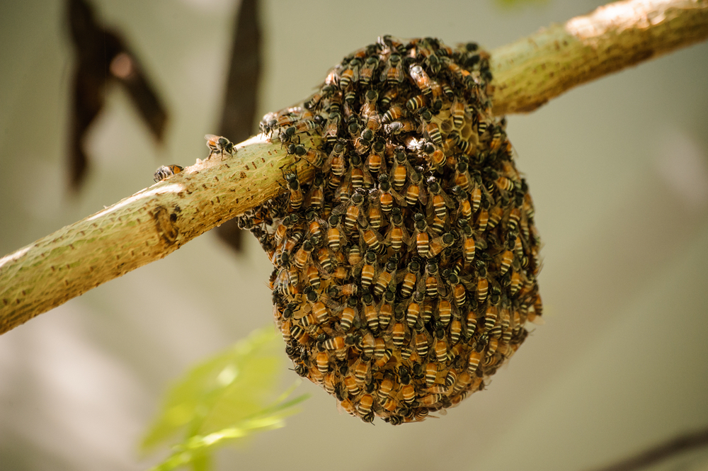 bee swarm