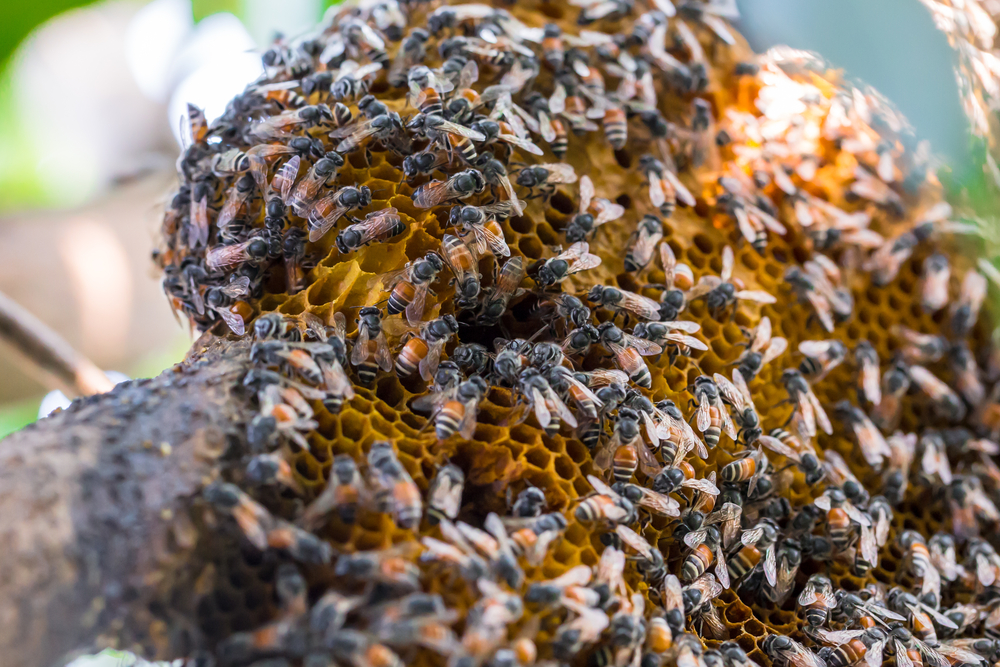 bees and honeycomb