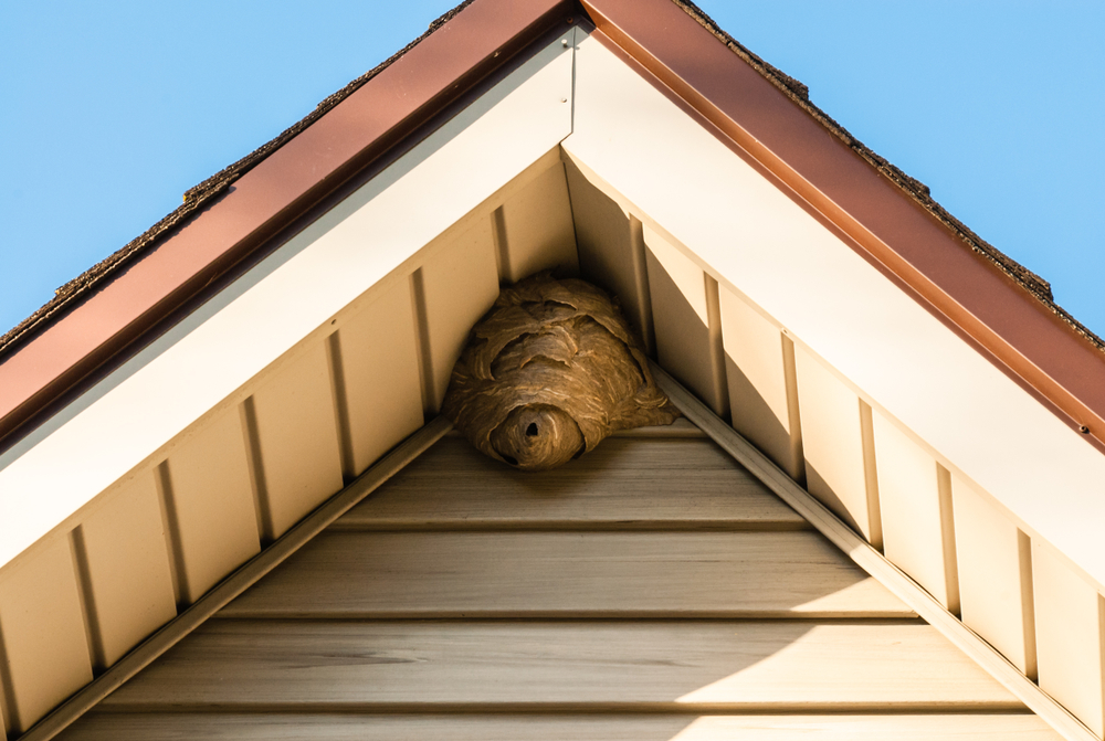 hive on a roof