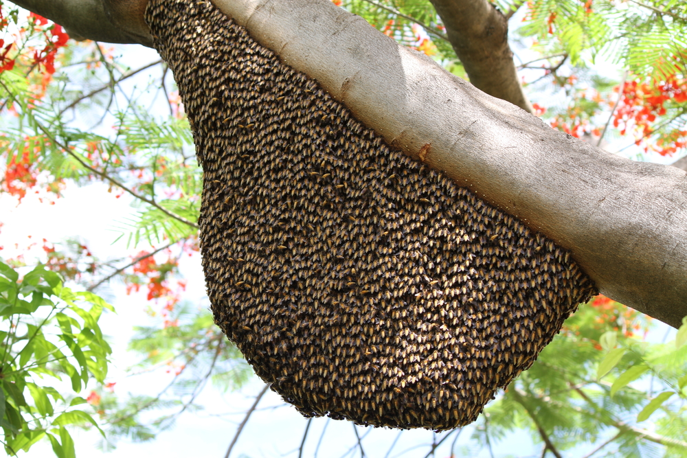 swarm of bees 