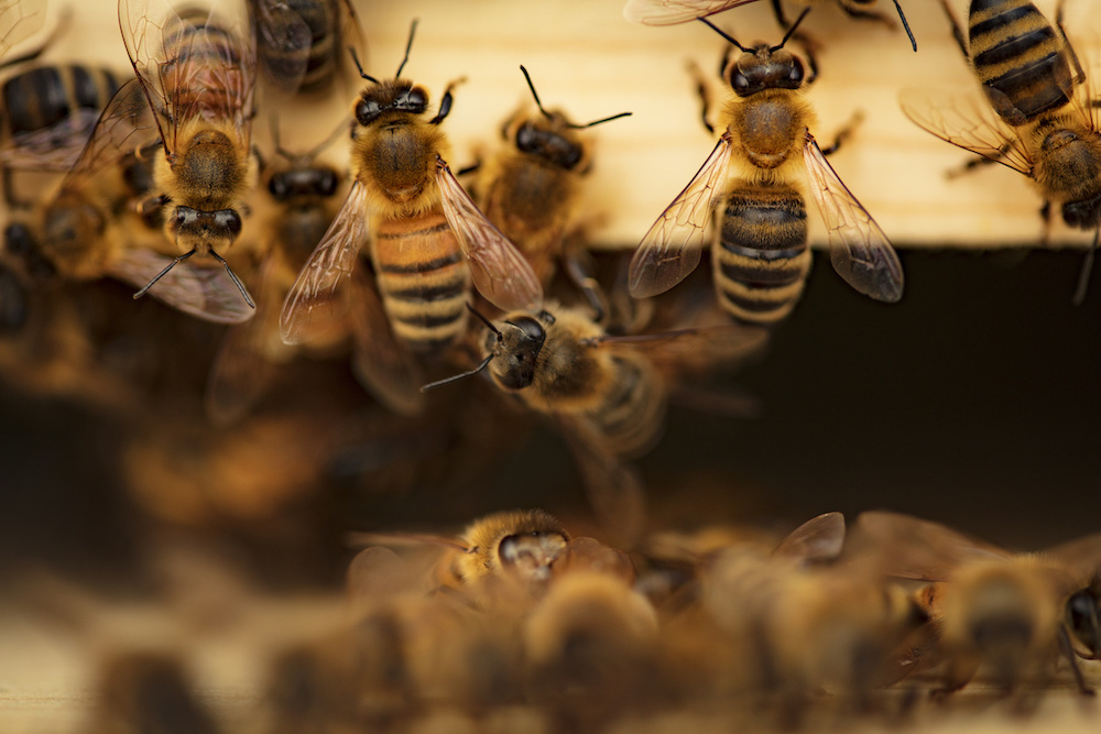 honey bee infestation