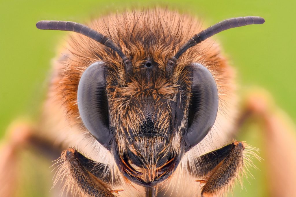 bee removal in san diego