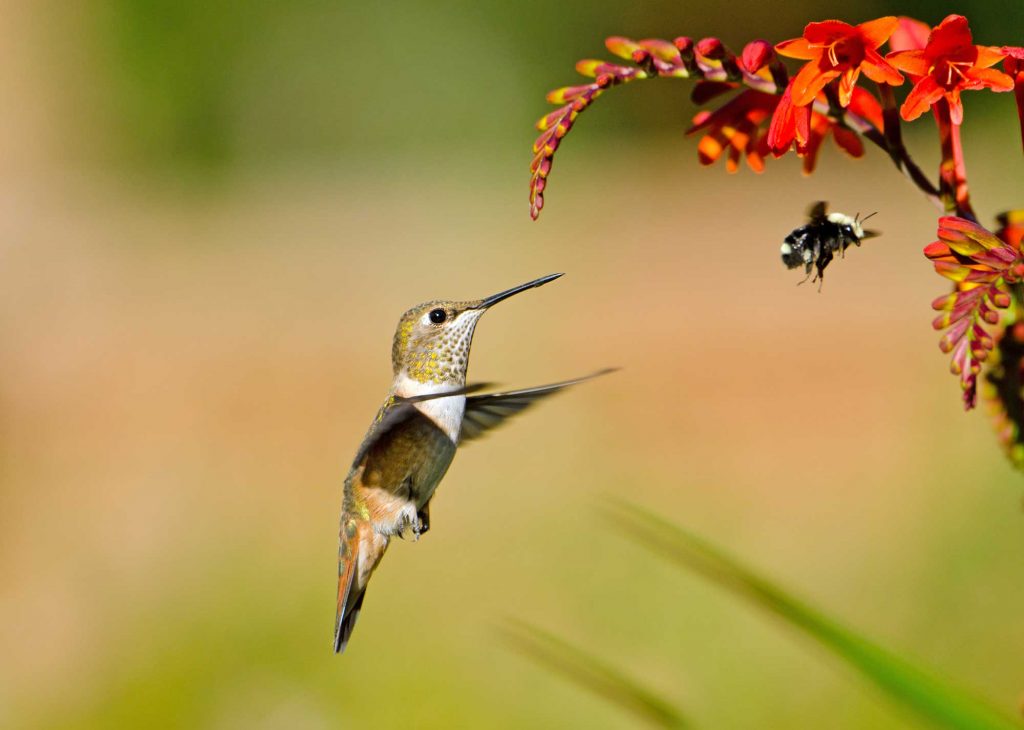 facts about pollinators