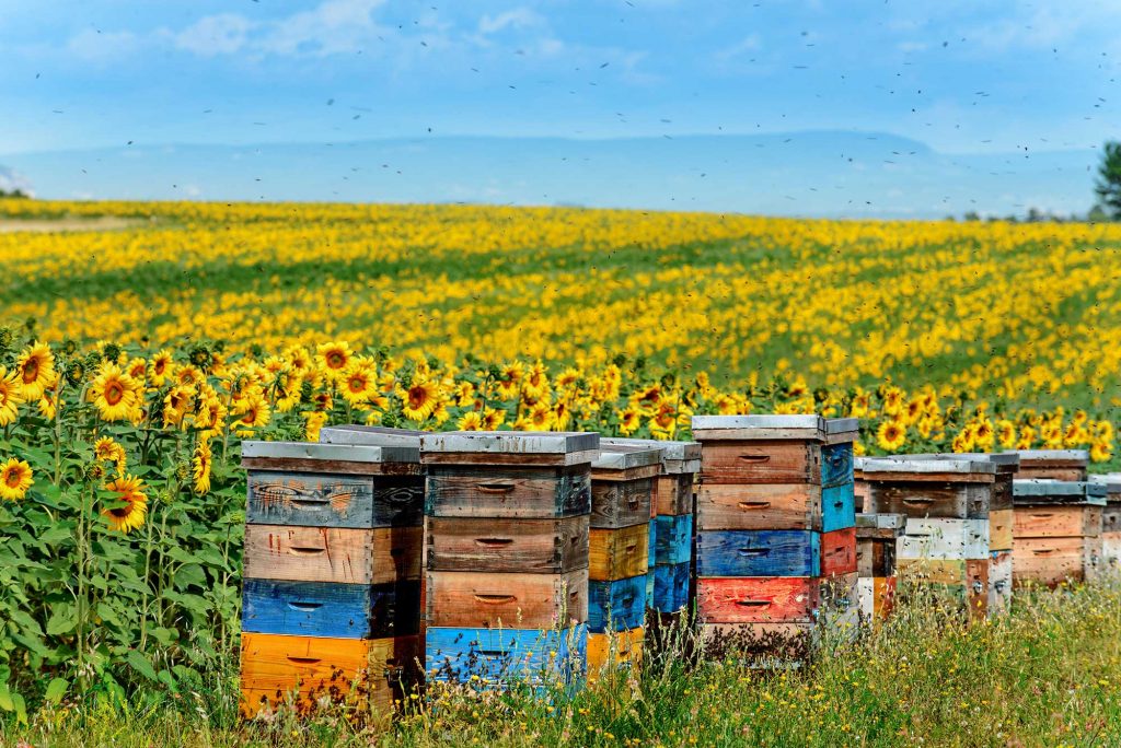 what spring means to honey bees