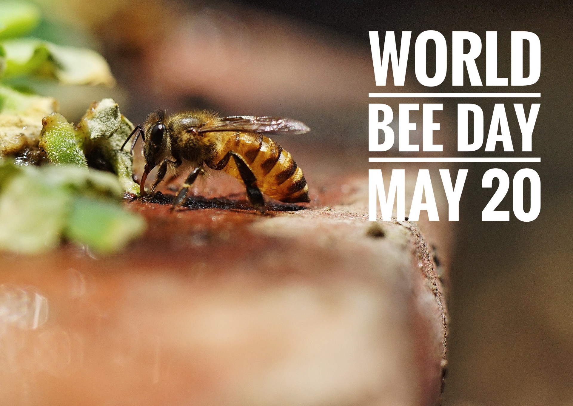 Honoring Our Pollinators on World Bee Day Live Bee Removal