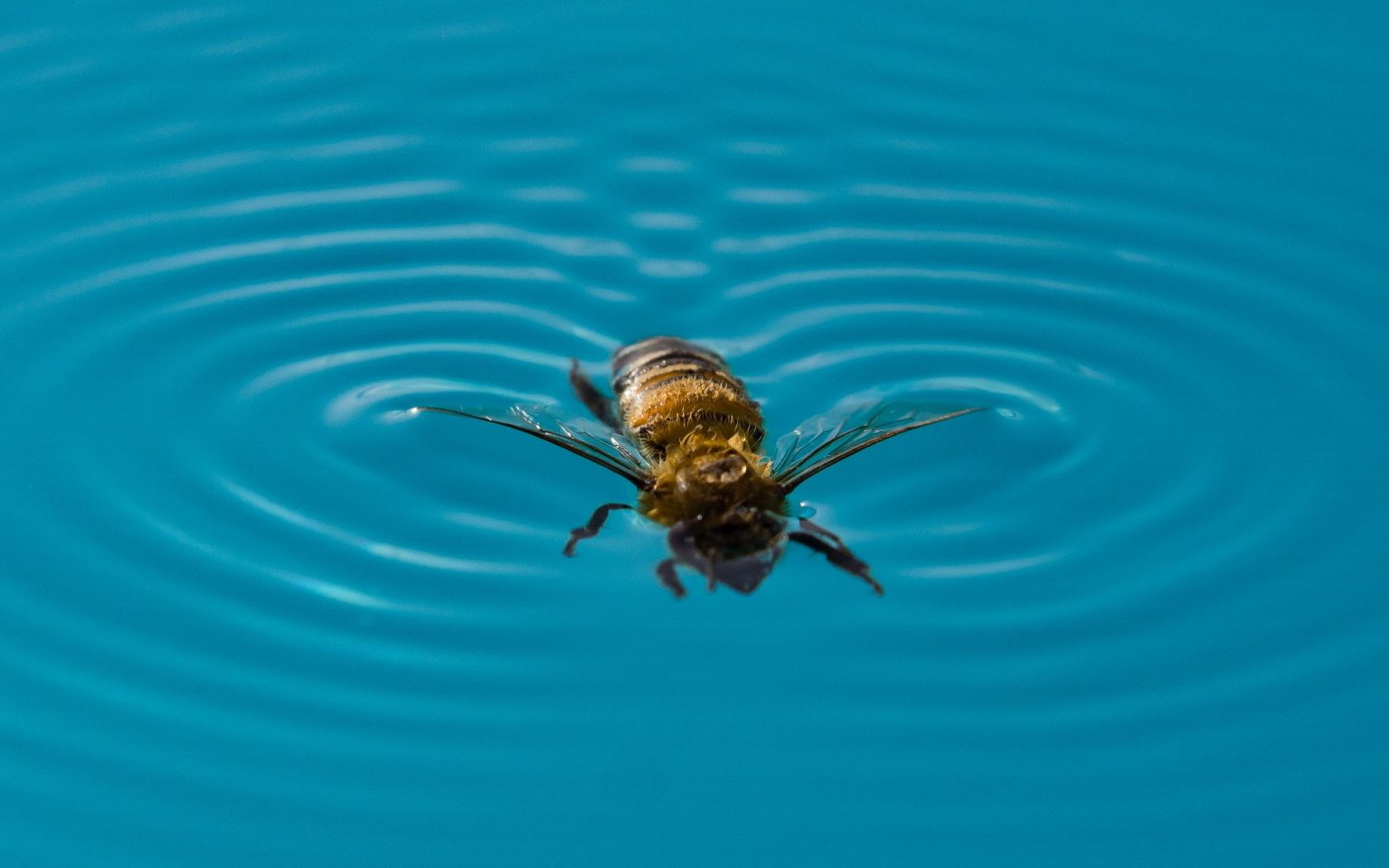 Keep Your Pool Bee and Wasp Free This Summer - Live Bee Removal