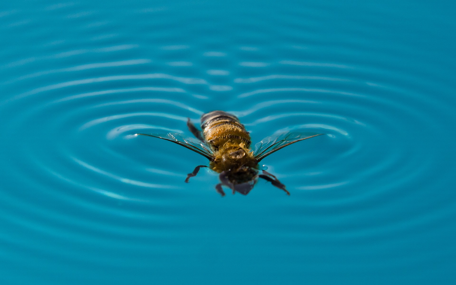 bees in pool need water