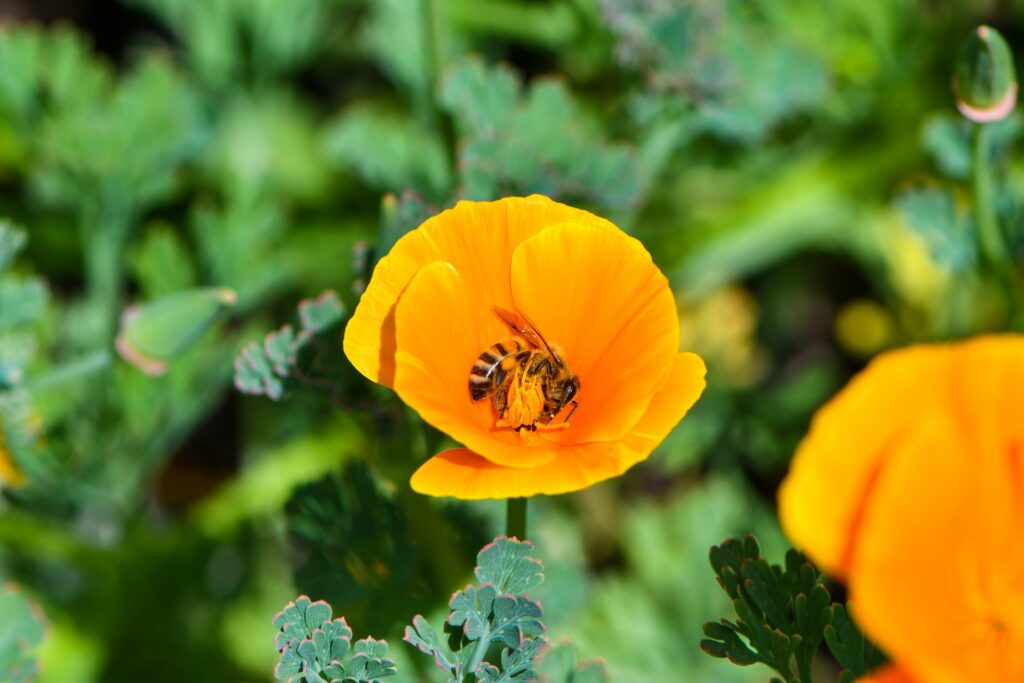 California Poppy Bee