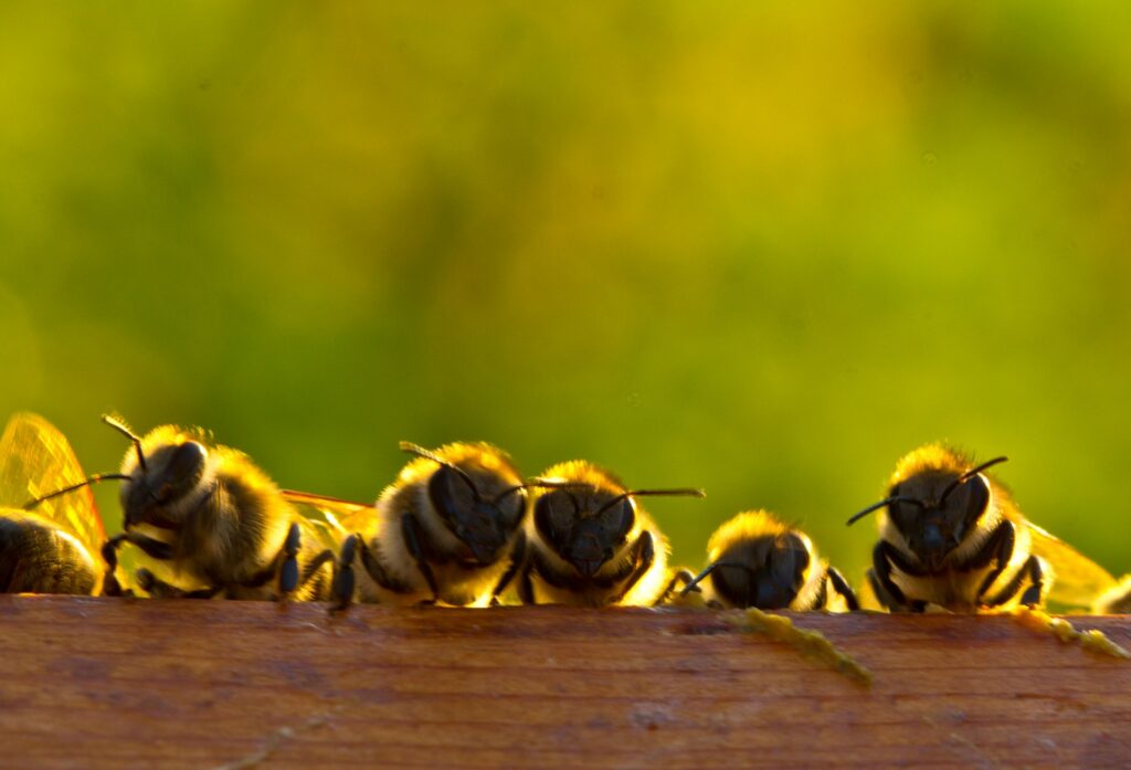 Bees Looking Over Edge