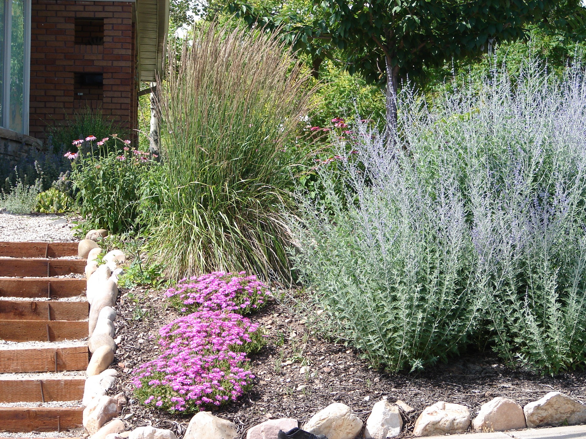 The Best Bee Plant for California’s Low Water Gardens Live Bee Removal