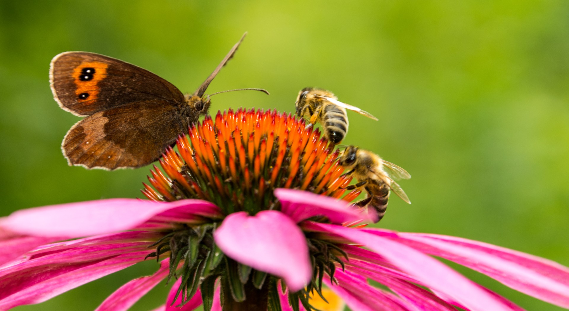 Gatekeeper butterfly and two bees on pink cone-flower