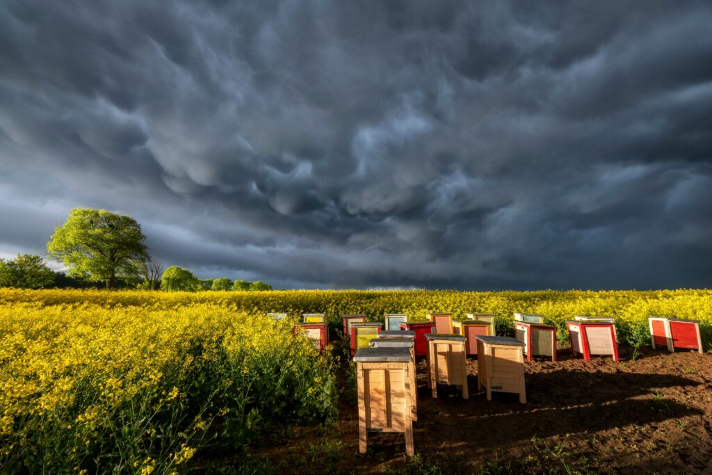 bad weather and bees