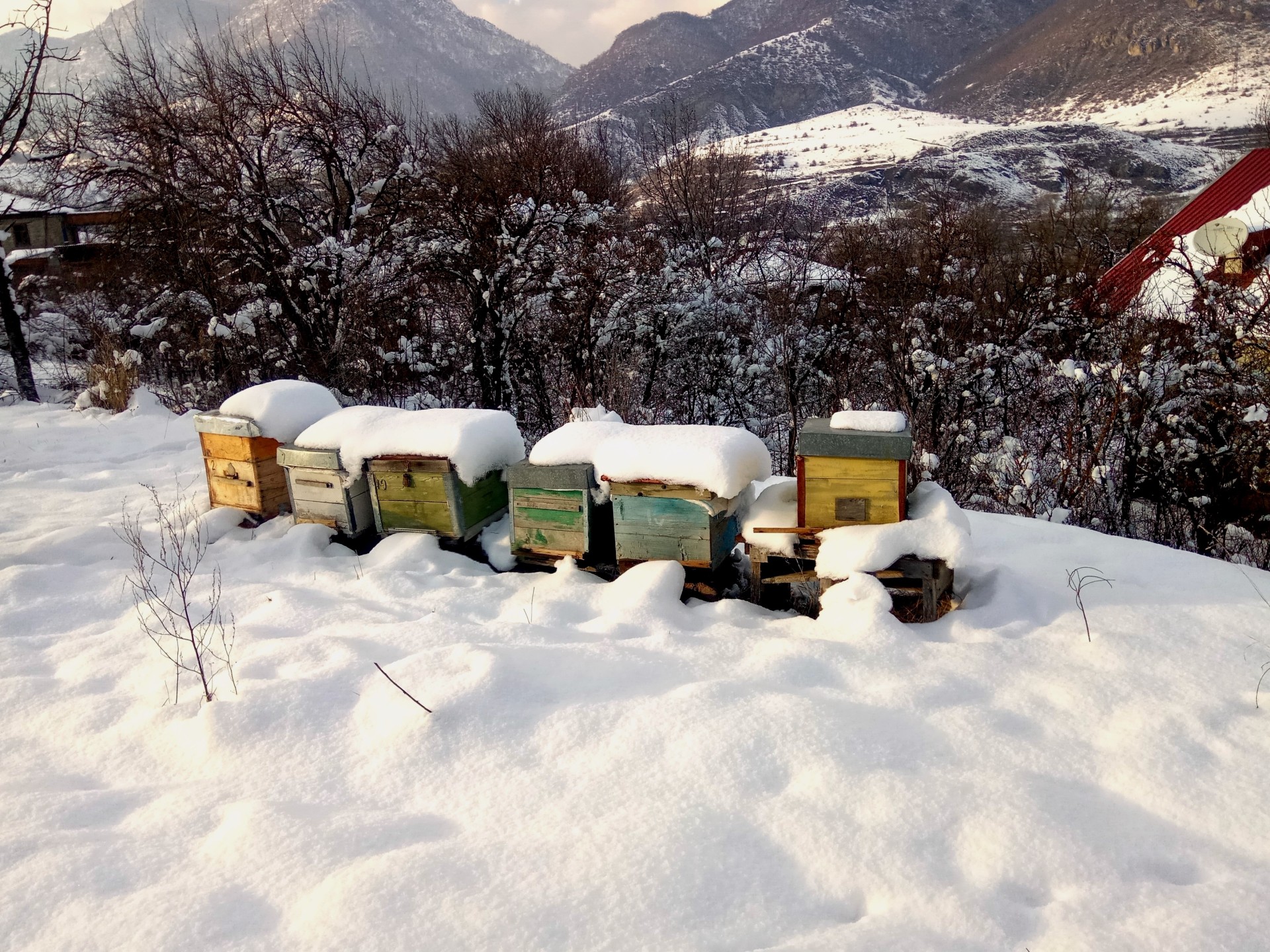 winter snow hive beekeeper help near me