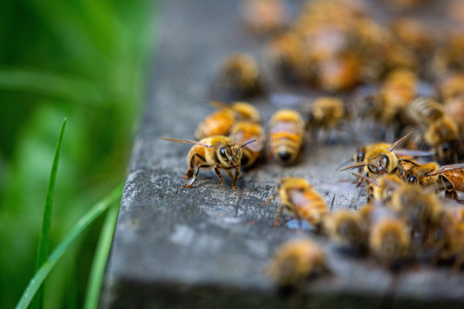 The Cycle Of Bee Colony Life Live Bee Removal