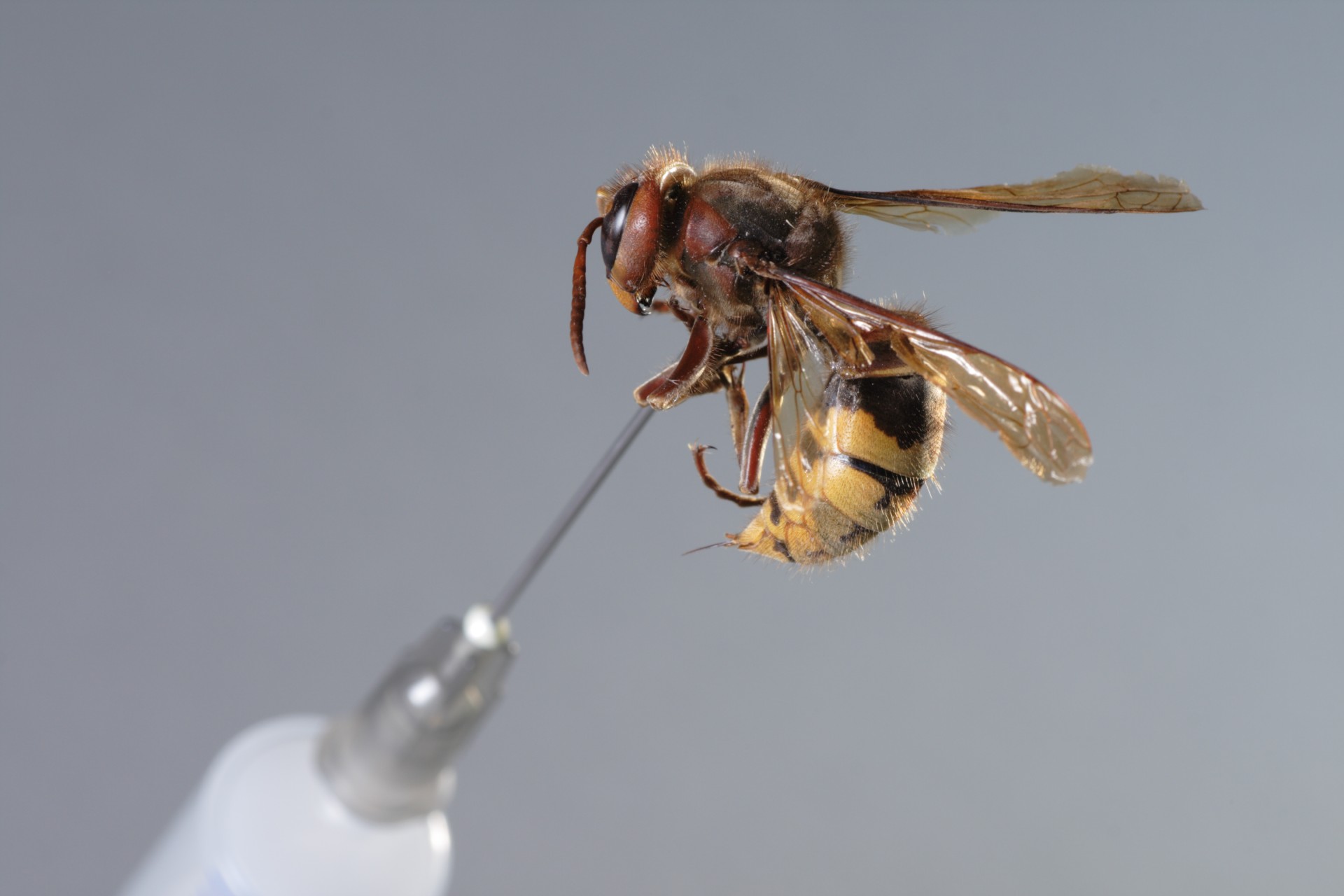 bee venom in medicine